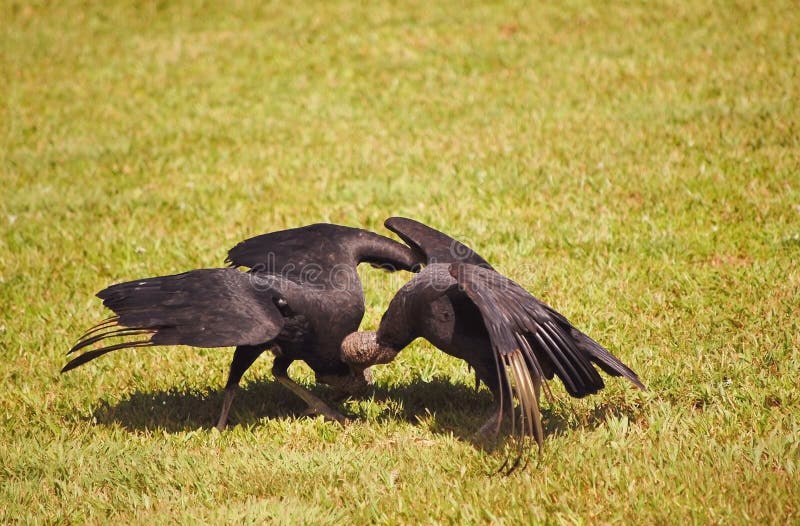 Two black vultures are mating - Coragyps atratus
