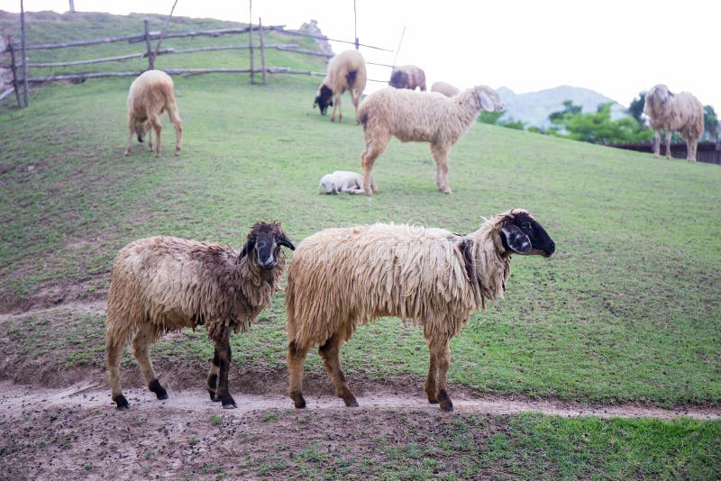 Two blacknose sheeps on green grass field and sheeps background royalty free stock photos Two blacknose sheeps on green grass field and sheeps background royalty free stock photos