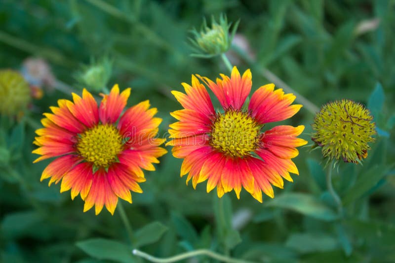 Two Blanket flower