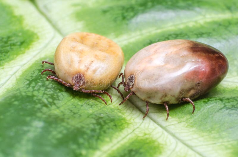 Two Bloodfilled Mites Crawl Along the Green Leaf Stock Photo Image