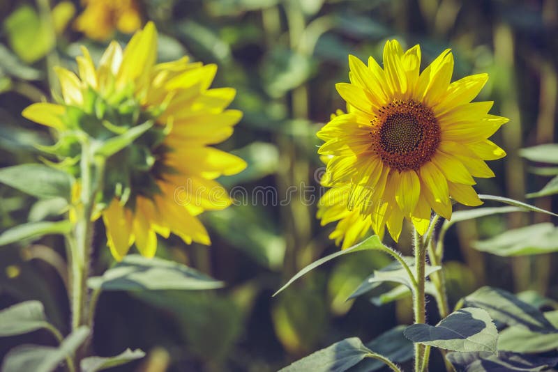 Two blooming sunflowers stock image. Image of ecology 97911779