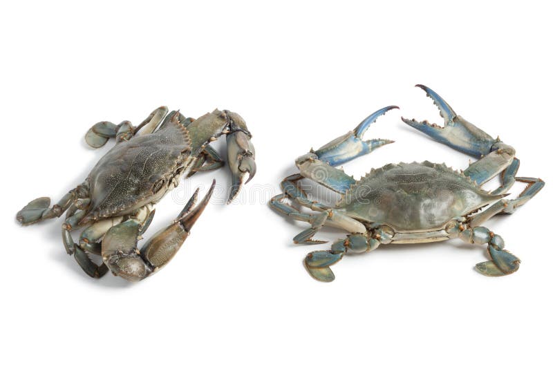 Two blue crabs