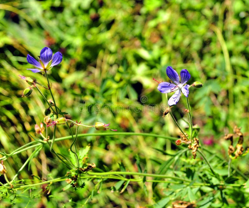 Two Blue Forest Flowers in Green Grass Stock Photo Image of crops