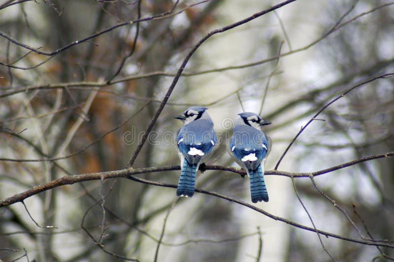 Two Feeding Blue Jays stock photo. Image of pair, feather 6375500