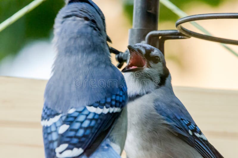 426 Bird Blue Jays Photos Free Royalty Free Stock Photos From Dreamstime