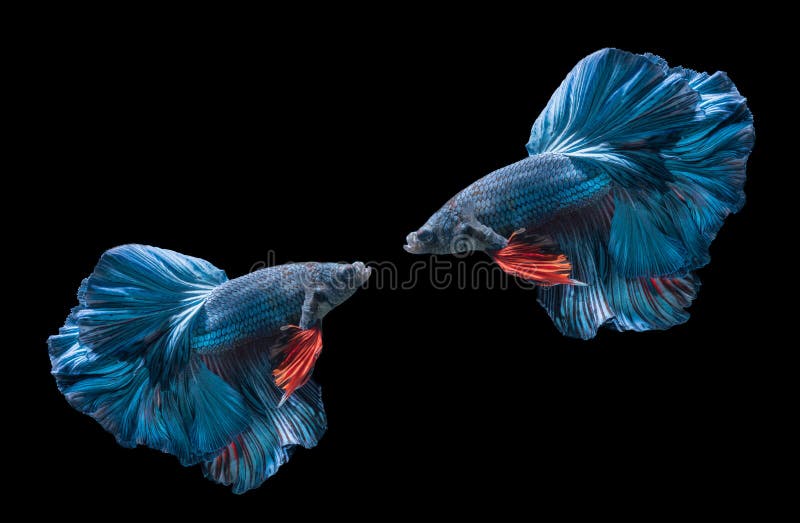 Two blue siamese fighting fishs, betta splendens stock photos Two blue siamese fighting fishs, betta splendens stock photos