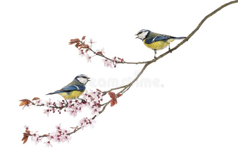 Two Blue Tits whistling on a flowering branch, Cyanistes caeruleus