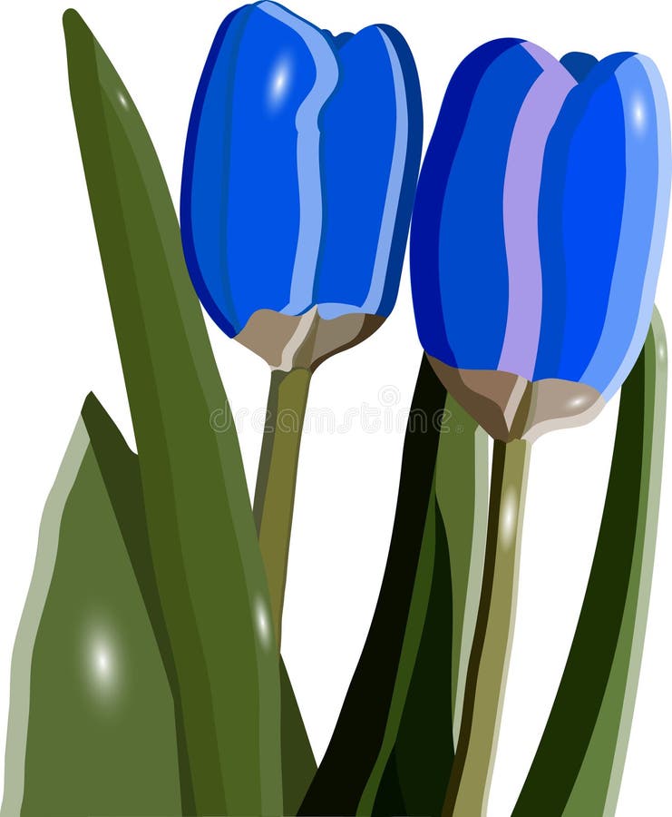 Two Blue Tulips with Green Leaves on a White Background Stock Vector