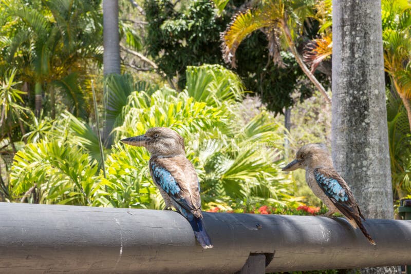 Two Blue Winged Kookaburras