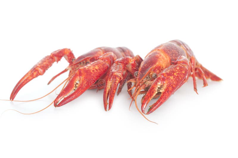 Two boiled crayfish on a white