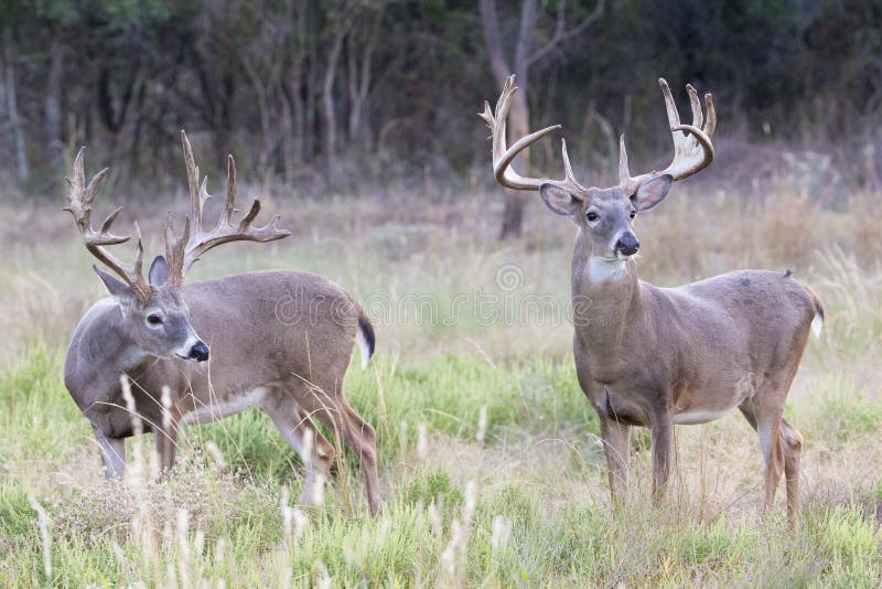 Two Boone and Crockett whitetail bucks stock photos
