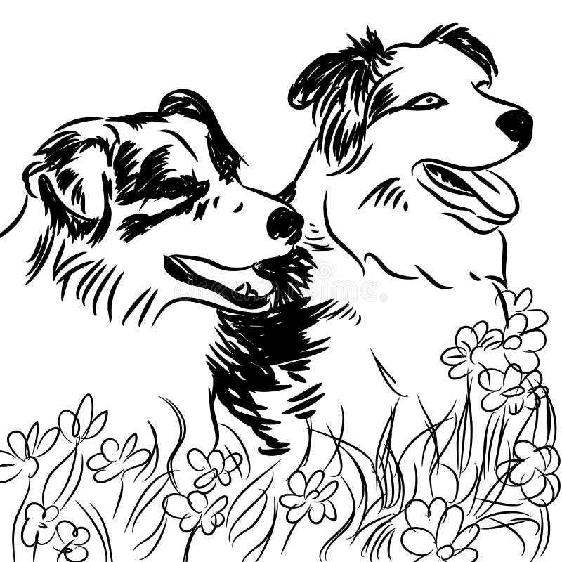 Download Two Border Collie Dogs In Flower Field Stock Vector ...