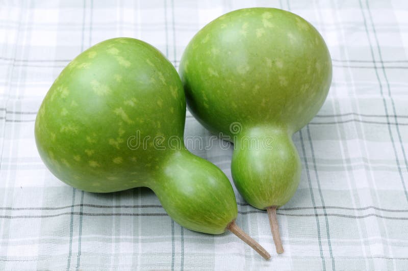 Bottle squash stock image. Image of ingredient, white 34922483