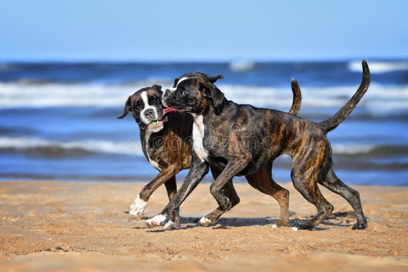 Two Happy Boxer Dogs Playing on the Beach with a Toy Stock Image