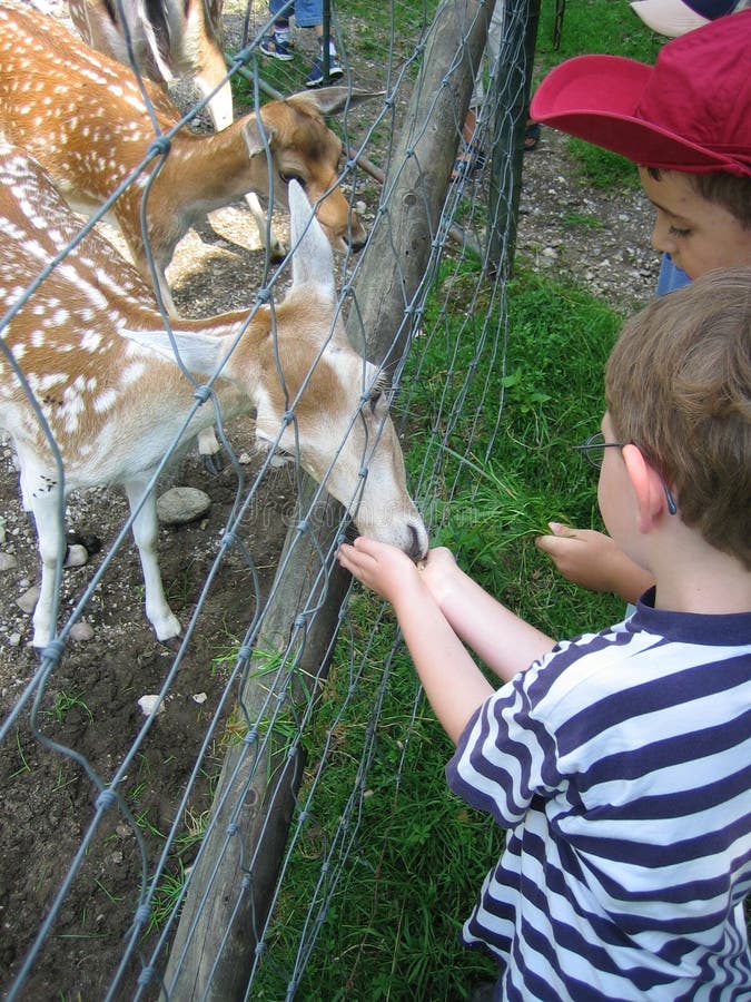 Two boys feed an animal