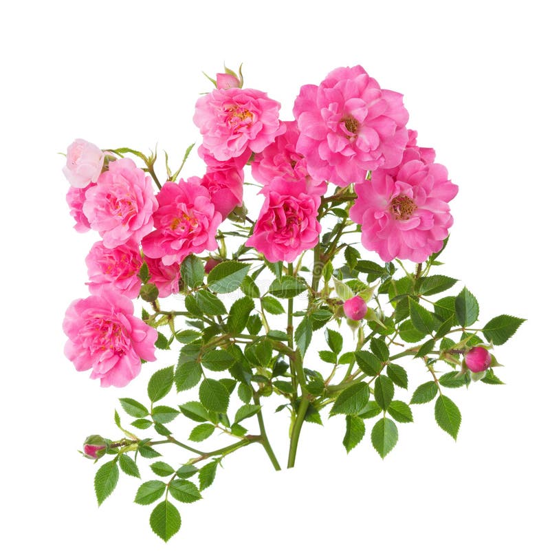 Two branches with small pink roses isolated on white background royalty free stock images
