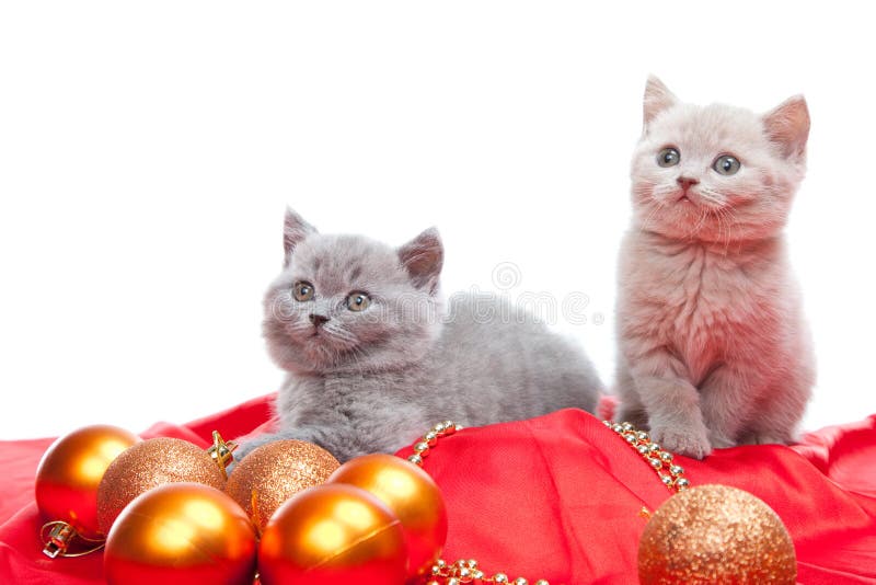 Two British kittens with decoration