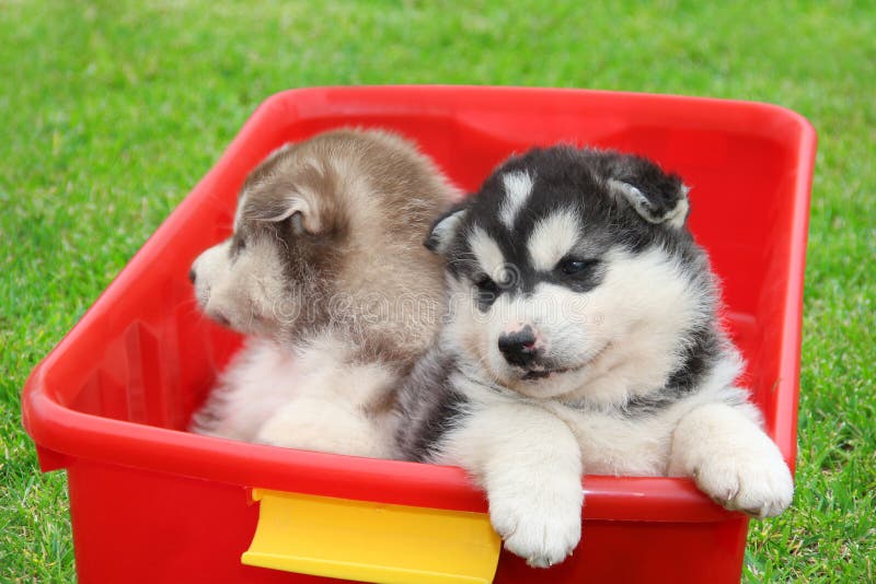Two brothers husky puppies