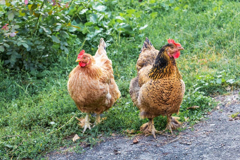 Two Brown Chicken in the Garden on the Farm. Growing Chickens_ Stock