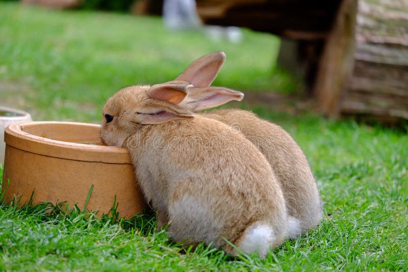 Brown Bunnies Pics