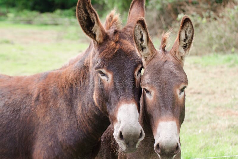 Two Donkeys Love Stock Photos - Free & Royalty-Free Stock Photos from ...