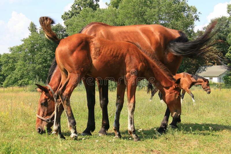 Two brown horses and colt