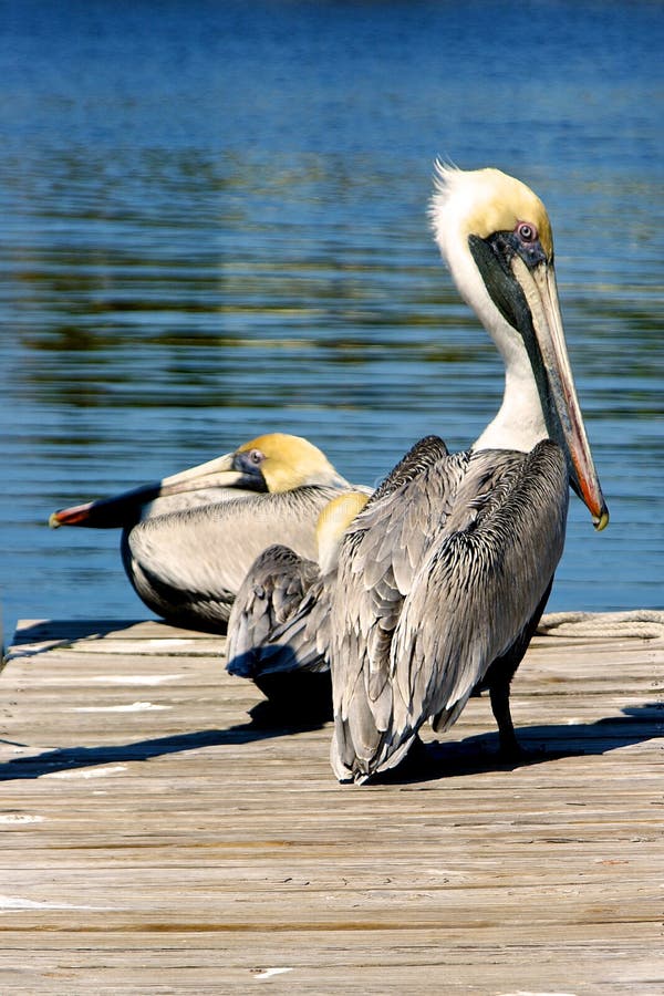 Pelicans in San Carlos, Sonora Mexico Stock Photo Image of bird