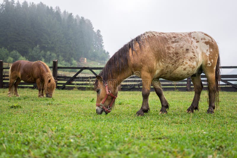 Two brown ponies grazing