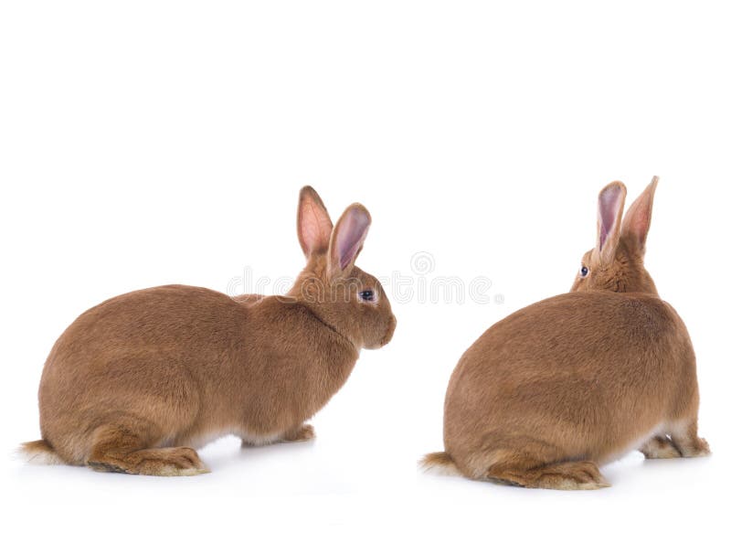 Two Brown Rabbits Stock Photo Image Of Animal Furry 111111914