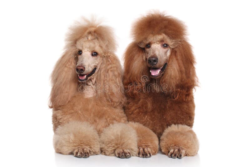 Two brown Standard Poodles stock photo. Image of pedigreed 56504274