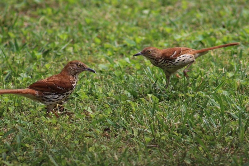 Bill Thrashers Stock Photos - Free & Royalty-Free Stock Photos from