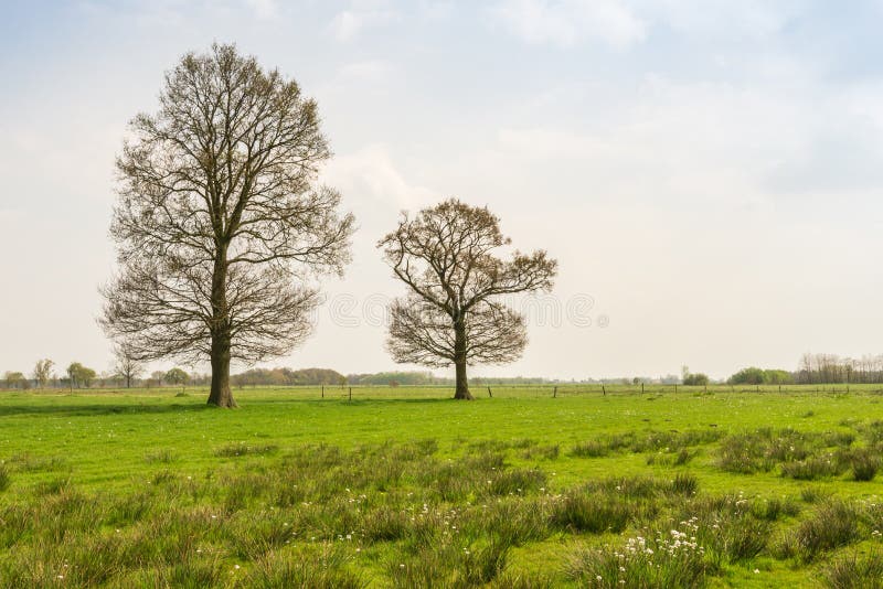 Two budding trees in the spring season royalty free stock photography Two budding trees in the spring season royalty free stock photography