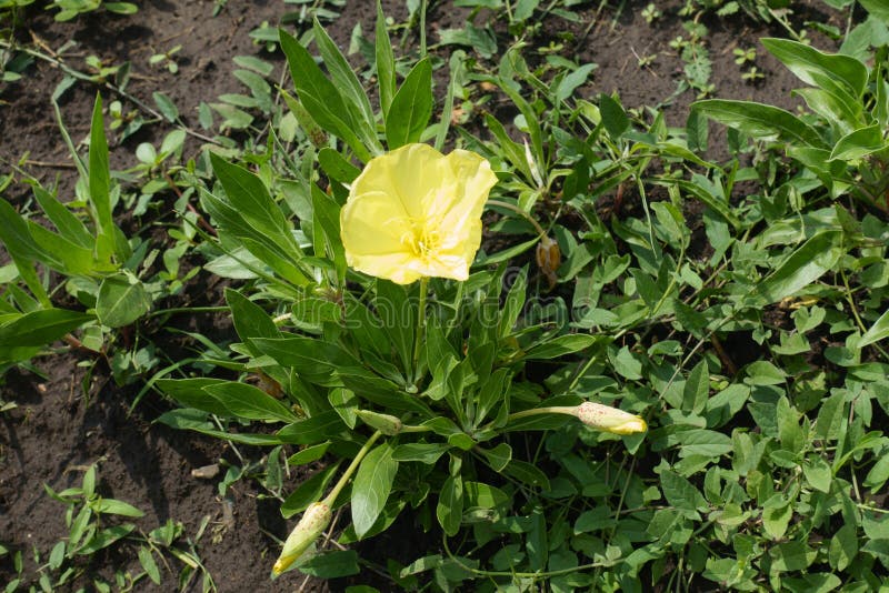 Two buds and one yellow flower of Oenothera macrocarpa royalty free stock photo