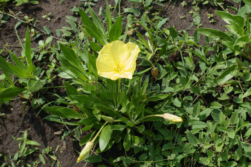 Two buds and one yellow flower of Oenothera macrocarpa