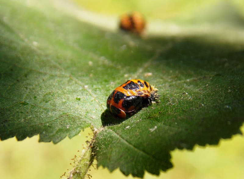 Bugs on the list stock photo. Image of nature, macro - 118100384