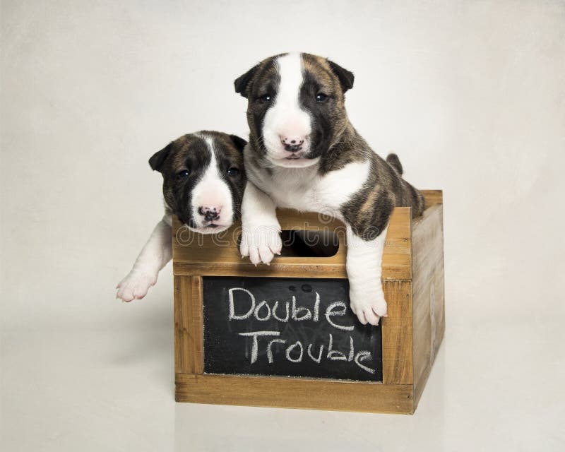 Two bull terrier puppies in a box