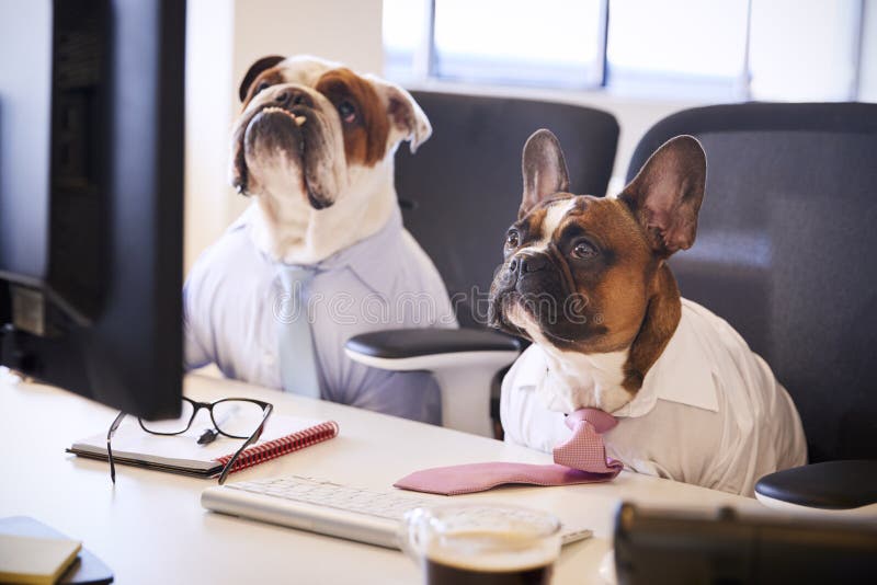 Two Bulldogs Dressed As Businessmen At Desk With Computer