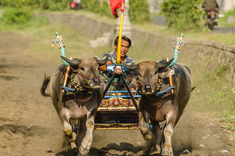 Two Bulls with Carriage at Race Editorial Photography Image of force