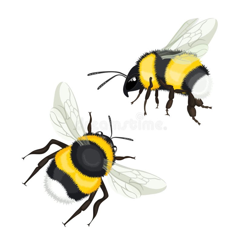 Two bumble bees with wings flying vector illustration