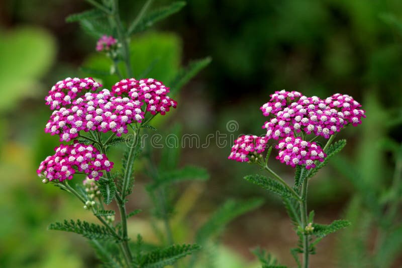 Two bunches of Common yarrow or Achillea millefolium perennial flowering plants with bunches of small violet open blooming flowers