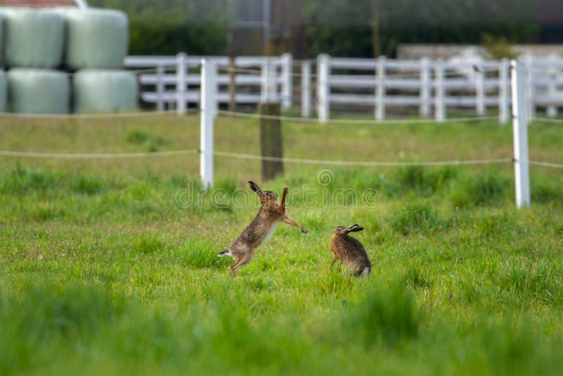 Two Bunnies Fighting in Meadow Stock Photo Image of grass, outdoor