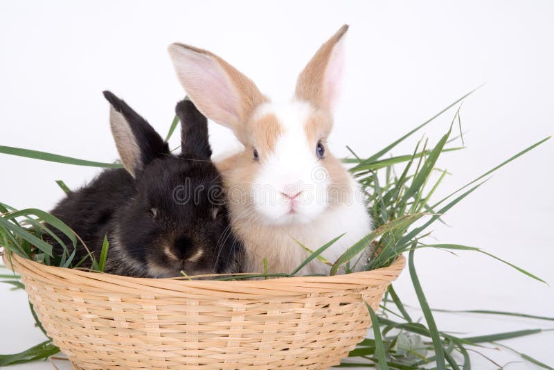 Two bunny in basket