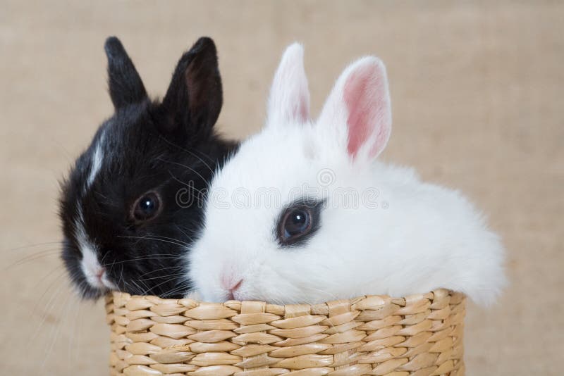 Two bunny in the basket