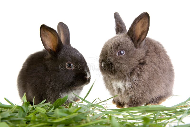 Two bunny in the grass