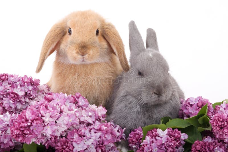 Two bunny among the lilac