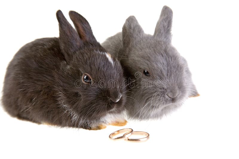 Two bunny and a wedding rings