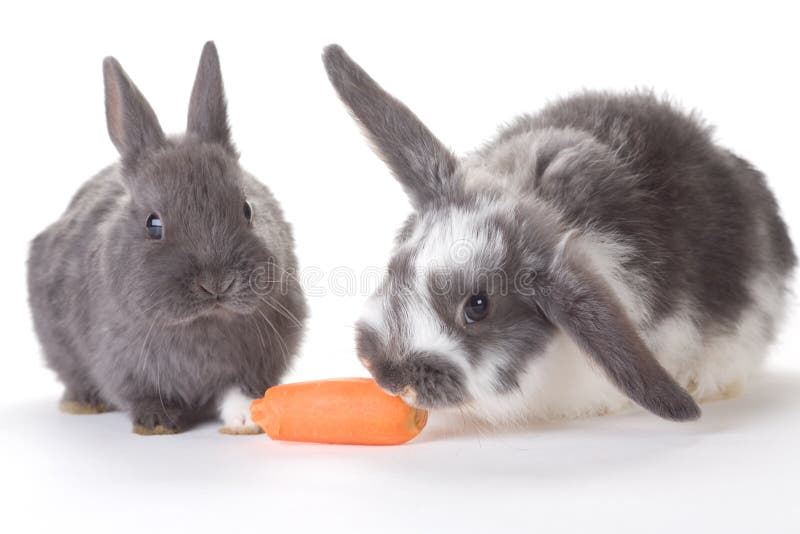 Two bunnys and a carrot, isolated