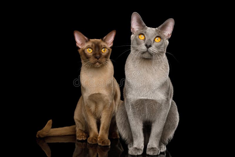 Two Burmese Cats on isolated black background royalty free stock image Two Burmese Cats on isolated black background royalty free stock image