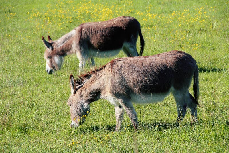 Two Burros or Donkeys Grazing Stock Photo - Image of western, donkey ...