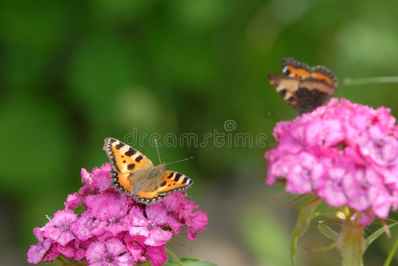 Two small tortoiseshell butterflies on sweer william flower. Two small tortoiseshell butterflies on sweer william flower